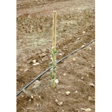 Tuteurs de Bois en Pin - Tuteurs - VINOMATOS