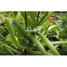 Abraçadeira (Bridacin) - Acessórios Agrícolas