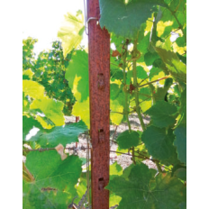 Poste de viñedo intermedio Color - Diez lengua