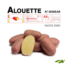 Graine de Pomme de Terre Alouete (Semer) 25 Kg