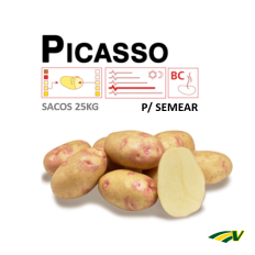 Graine de Pomme de Terre Picasso (Semer) 25 Kg