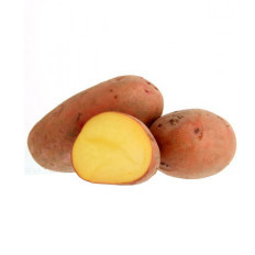 Potato Seed Laura (Sowing) 25 Kg