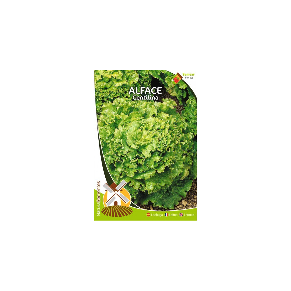 Lechuga Gentilina