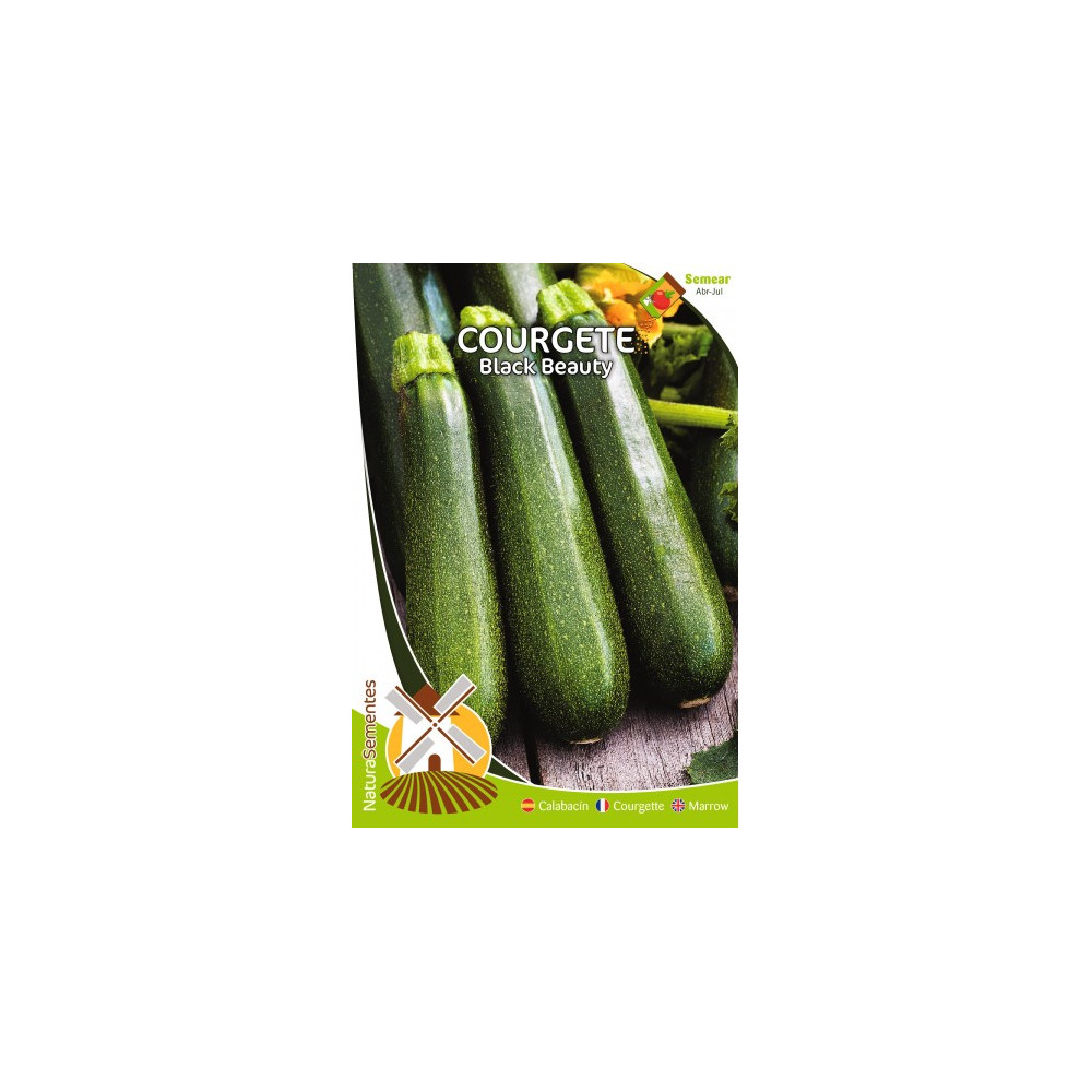 Courgette Black Beauty