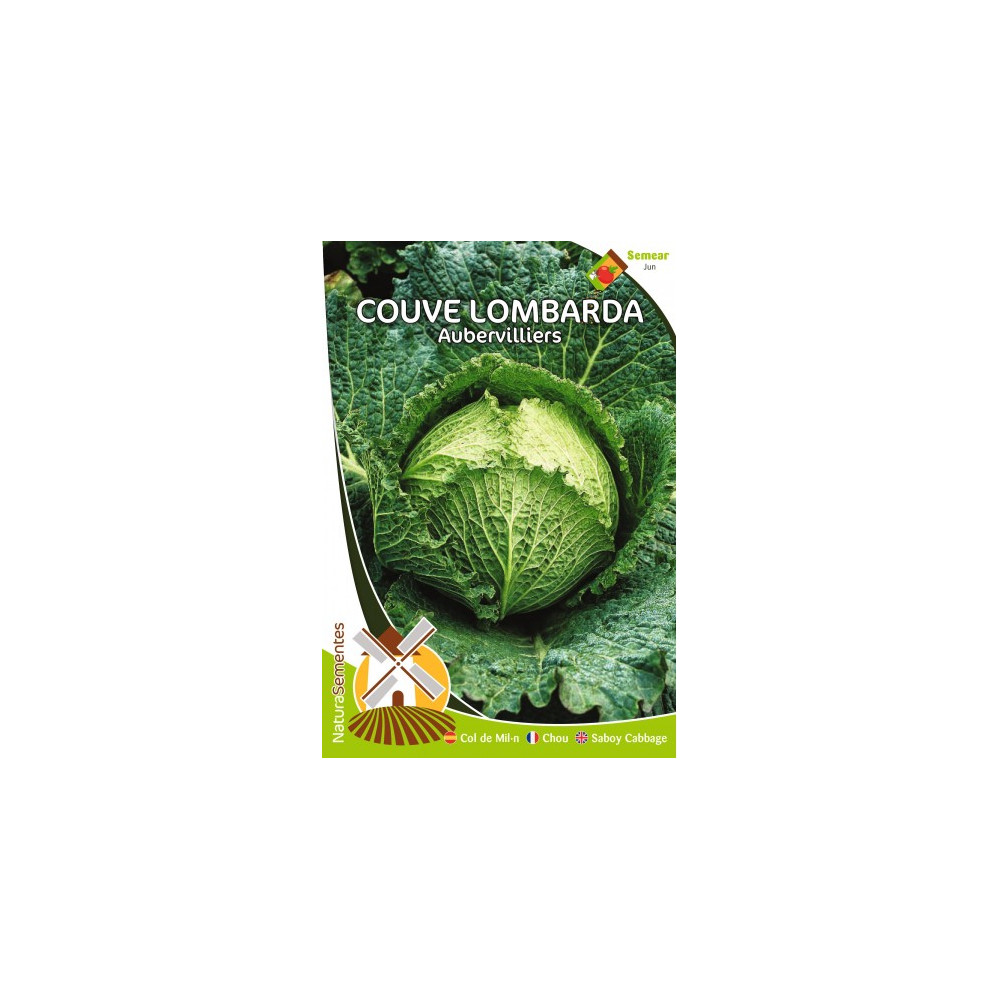 Aubervilliers Savoy cabbage